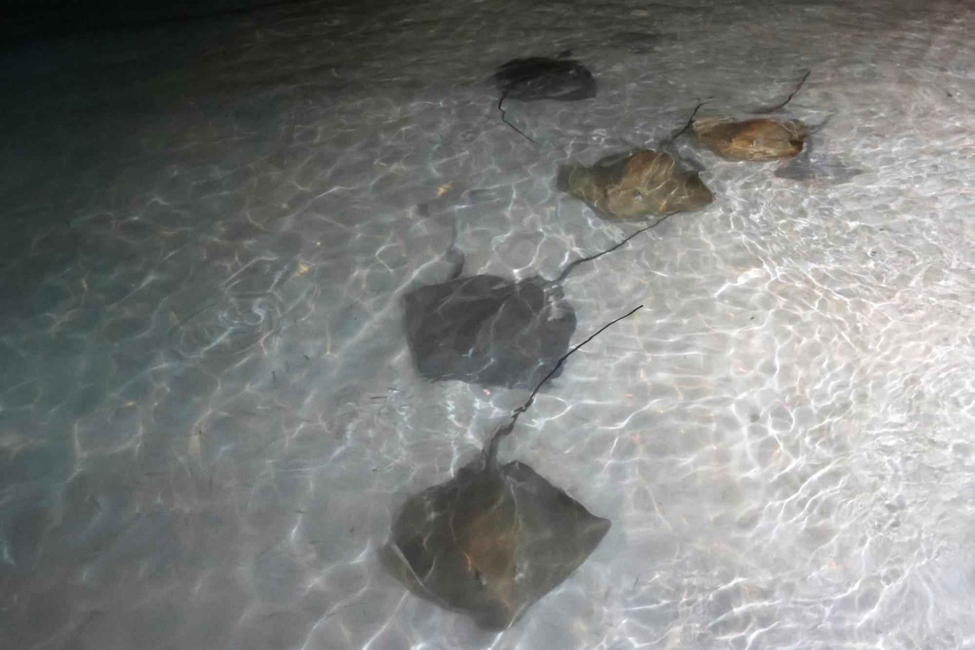 Hanifaru Transit Inn Dharavandhoo Dış mekan fotoğraf