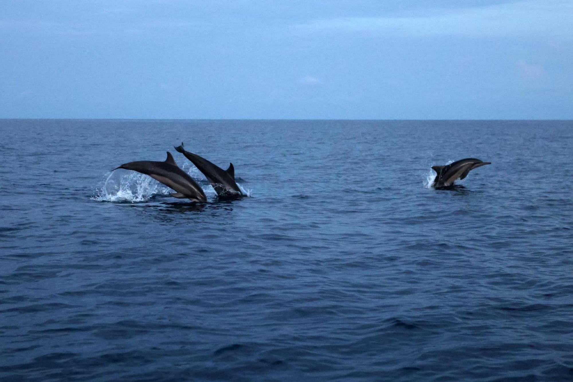 Hanifaru Transit Inn Dharavandhoo Dış mekan fotoğraf