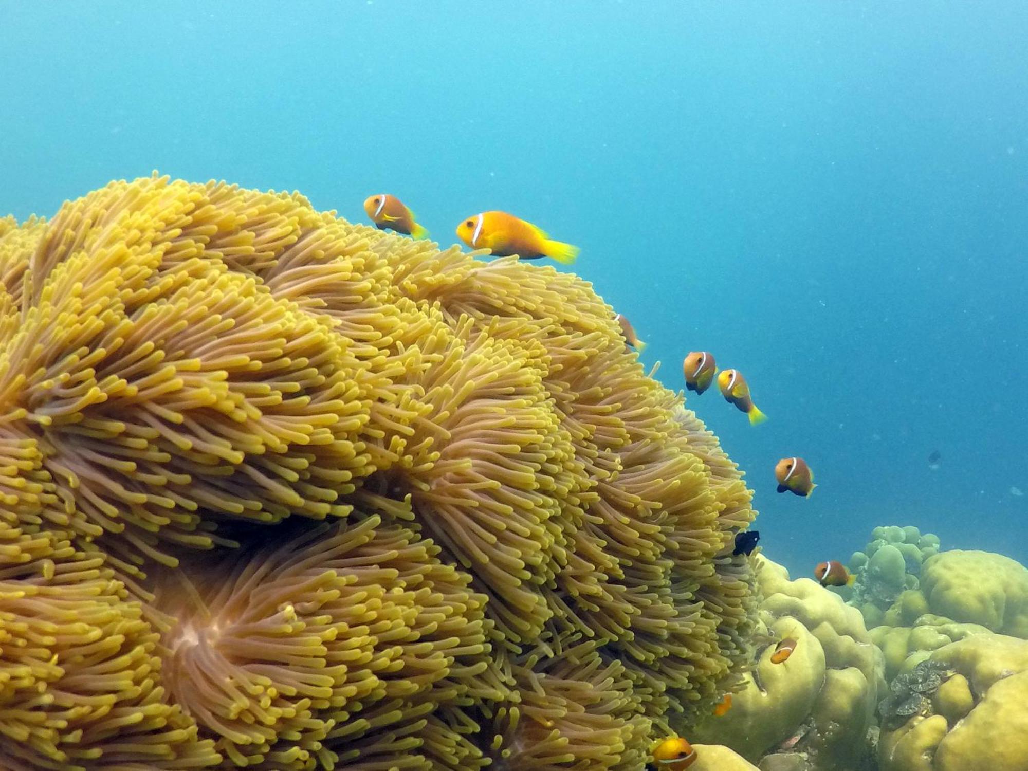 Hanifaru Transit Inn Dharavandhoo Dış mekan fotoğraf