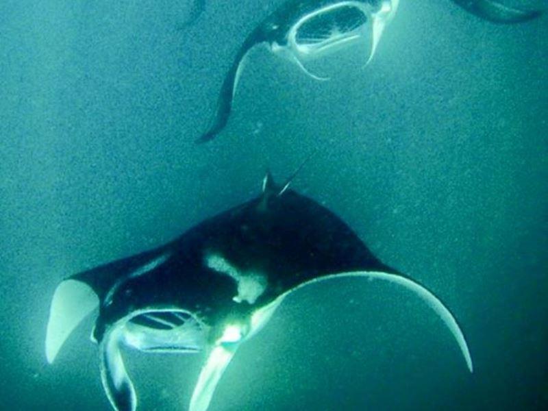 Hanifaru Transit Inn Dharavandhoo Dış mekan fotoğraf